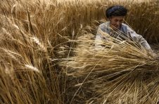 粮农组织：极具破坏性的小麦锈病继续在欧洲、非洲和中亚蔓延