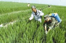 今年农作物病虫重发危害形势 预计比往年增加9.7%
