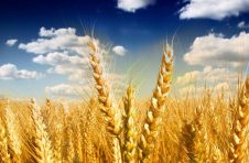 农业部:未来十年四大主要粮食作物市场前景