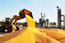 玉米收购价格回归市场 国产玉米市场竞争力提升