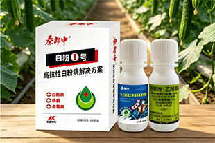 秦郎中—白粉 1 号